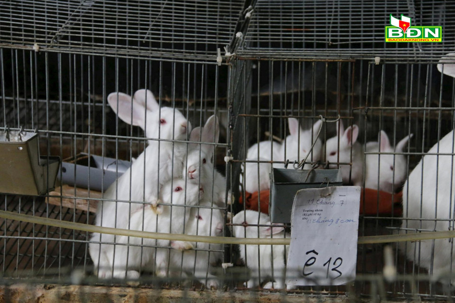 Thỏ được đánh số ký hiệu riêng để tránh nhầm lẫn khi nuôi con. Thỏ được đánh số ký hiệu riêng để tránh nhầm lẫn khi nuôi con.