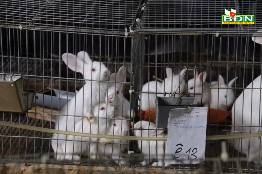 Thỏ được đánh số ký hiệu riêng để tránh nhầm lẫn khi nuôi con.