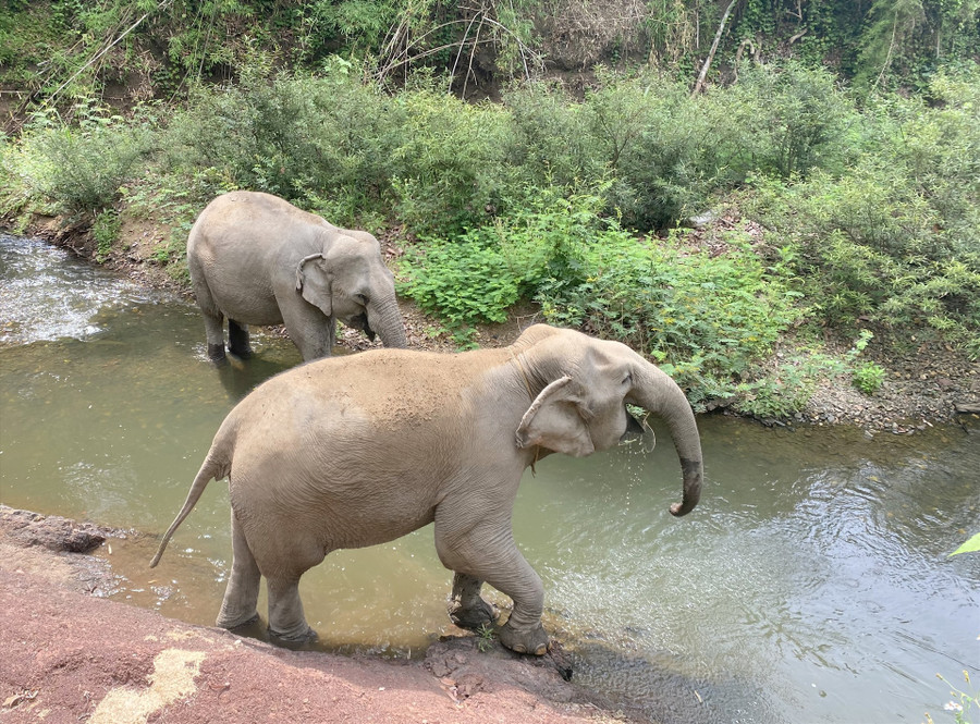 Những con voi nhà thoải mái đi lại trong môi trường sống tự nhiên. Ảnh: Bảo Lâm Những con voi nhà thoải mái đi lại trong môi trường sống tự nhiên. Ảnh: Bảo Lâm
