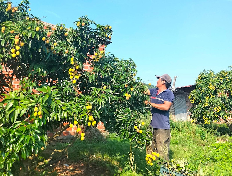 Ông Dương Minh Thành (thôn 3, xã Đông, huyện Kbang) thu hái những chùm vải chín sớm. Ảnh: A.P Ông Dương Minh Thành (thôn 3, xã Đông, huyện Kbang) thu hái những chùm vải chín sớm. Ảnh: A.P
