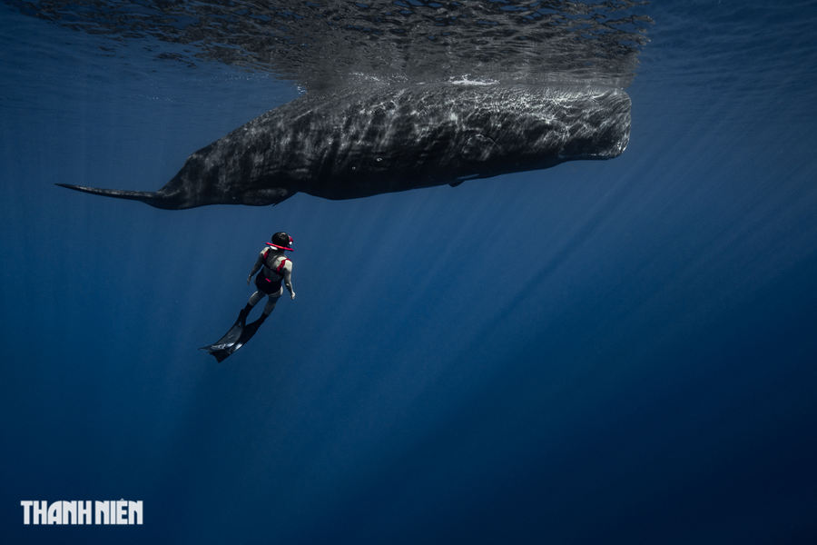 Nhiều chuyên gia về ảnh trong nước thừa nhận, Nguyễn Ngọc Thiện là “nhiếp ảnh gia Việt đầu tiên” đã lặn và ghi hình, chụp ảnh một cách chuyên nghiệp, cận cảnh loài cá voi này tại vùng biển lục địa đen. Ảnh: Nguyễn Ngọc Thiện Nhiều chuyên gia về ảnh trong nước thừa nhận, Nguyễn Ngọc Thiện là “nhiếp ảnh gia Việt đầu tiên” đã lặn và ghi hình, chụp ảnh một cách chuyên nghiệp, cận cảnh loài cá voi này tại vùng biển lục địa đen. Ảnh: Nguyễn Ngọc Thiện