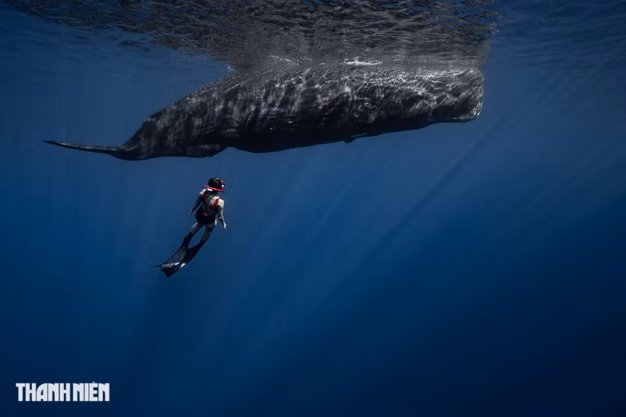 Nhiều chuyên gia về ảnh trong nước thừa nhận, Nguyễn Ngọc Thiện là “nhiếp ảnh gia Việt đầu tiên” đã lặn và ghi hình, chụp ảnh một cách chuyên nghiệp, cận cảnh loài cá voi này tại vùng biển lục địa đen. Ảnh: Nguyễn Ngọc Thiện Nhiều chuyên gia về ảnh trong nước thừa nhận, Nguyễn Ngọc Thiện là “nhiếp ảnh gia Việt đầu tiên” đã lặn và ghi hình, chụp ảnh một cách chuyên nghiệp, cận cảnh loài cá voi này tại vùng biển lục địa đen. Ảnh: Nguyễn Ngọc Thiện
