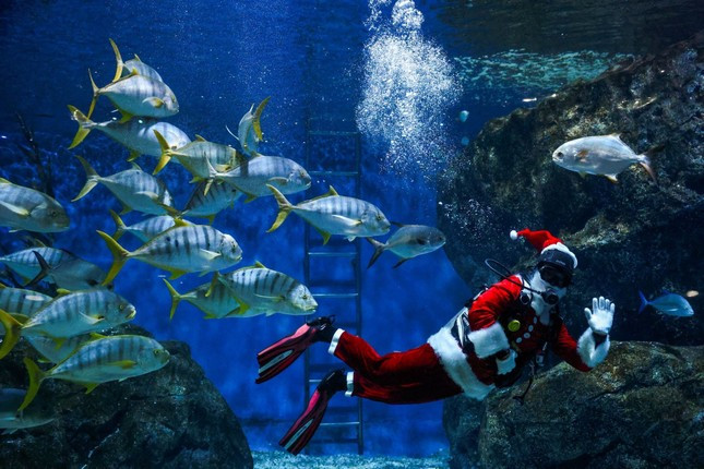 Một thợ lặn mặc trang phục Ông già Noel bơi cùng đàn cá để chào đón Giáng sinh tại thủy cung Sea Life Bangkok Ocean World ở Bangkok (Thái Lan). Ảnh: Reuters Một thợ lặn mặc trang phục Ông già Noel bơi cùng đàn cá để chào đón Giáng sinh tại thủy cung Sea Life Bangkok Ocean World ở Bangkok (Thái Lan). Ảnh: Reuters