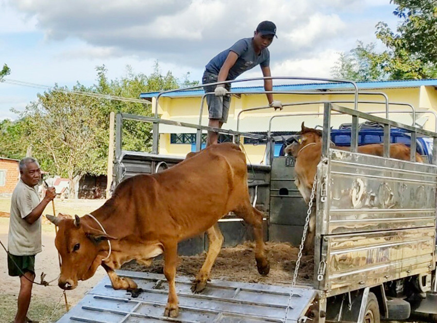 Hộ nghèo trên địa bàn xã Ayun được hỗ trợ bò để phát triển kinh tế. Ảnh: Lê Nam Hộ nghèo trên địa bàn xã Ayun được hỗ trợ bò để phát triển kinh tế. Ảnh: Lê Nam