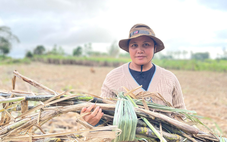 Chị Siu Thị Yang (vợ anh Yang Minh Ngợi; làng Mơ Hven-Ôr, xã Kông Lơng Khơng) bên rẫy mía đang thu hoạch của gia đình. Ảnh: Minh Phương