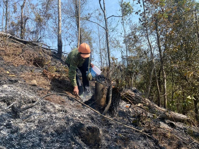 Chữa cháy rừng tại rừng Hoàng Liên (Sa Pa - Lào Cai) cuối tháng 2-2024 Chữa cháy rừng tại rừng Hoàng Liên (Sa Pa - Lào Cai) cuối tháng 2-2024