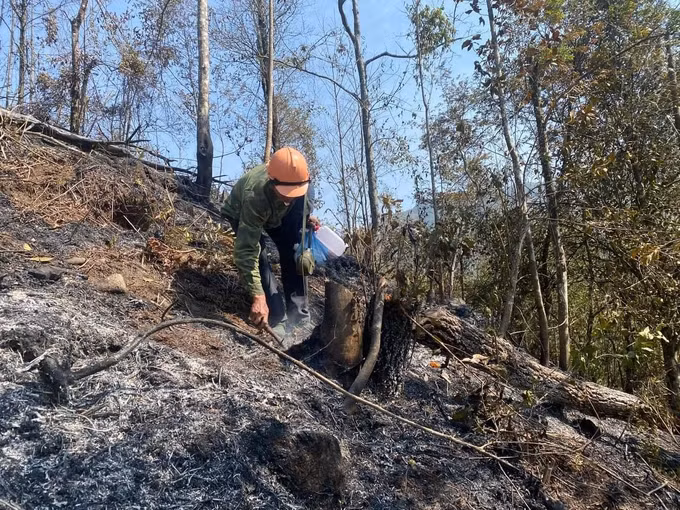 Chữa cháy rừng tại rừng Hoàng Liên (Sa Pa - Lào Cai) cuối tháng 2-2024