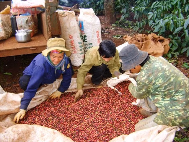 Nguồn cung cà phê đang giảm 10-15% so với năm ngoái do mất mùa.