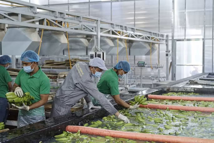 Công nhân nhà máy sản xuất chuối của HAGL Agrico