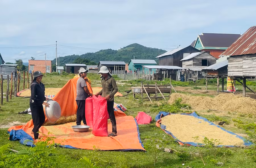 Gia đình anh Rah Lan Quý phấn khởi thu hoạch vụ mùa đầu tiên tại khu tái định cư. Ảnh: V.C