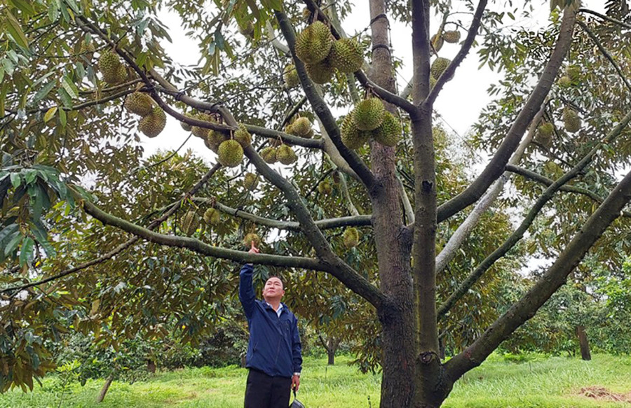 Vườn sầu riêng trĩu quả của gia đình ông Ayăi. Ảnh: N.D Vườn sầu riêng trĩu quả của gia đình ông Ayăi. Ảnh: N.D