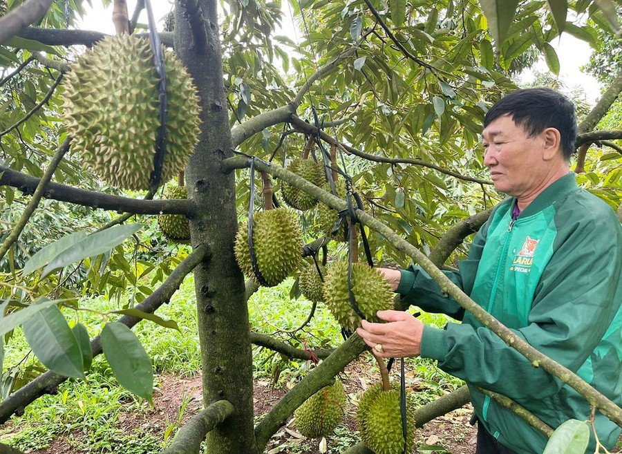 Ông Trần Văn Quy kiểm tra từng quả sầu riêng trước khi thu hoạch. Ảnh: P.D Ông Trần Văn Quy kiểm tra từng quả sầu riêng trước khi thu hoạch. Ảnh: P.D