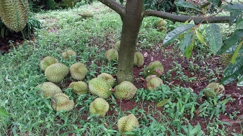 Một vườn sầu riêng của người dân ở huyện Ea H&apos;leo bị kẻ xấu phá hoại.