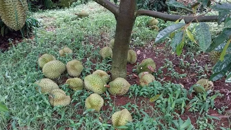 Một vườn sầu riêng của người dân ở huyện Ea H'leo bị kẻ xấu phá hoại. Một vườn sầu riêng của người dân ở huyện Ea H'leo bị kẻ xấu phá hoại.