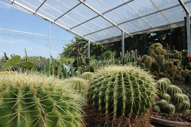 Xương rồng kim hổ. Ảnh DUY TÂN Xương rồng kim hổ. Ảnh DUY TÂN