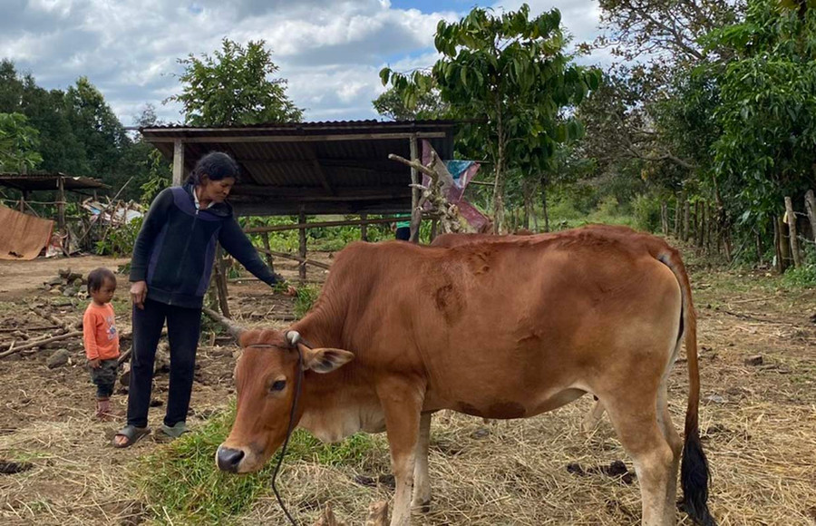 Nhờ nguồn vốn tín dụng ưu đãi, nhiều hộ nghèo DTTS đầu tư chăn nuôi bò, có thu nhập ổn định. Ảnh: Sơn Ca