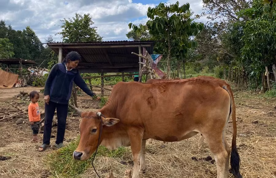 Nhờ nguồn vốn tín dụng ưu đãi, nhiều hộ nghèo DTTS đầu tư chăn nuôi bò, có thu nhập ổn định. Ảnh: Sơn Ca Nhờ nguồn vốn tín dụng ưu đãi, nhiều hộ nghèo DTTS đầu tư chăn nuôi bò, có thu nhập ổn định. Ảnh: Sơn Ca