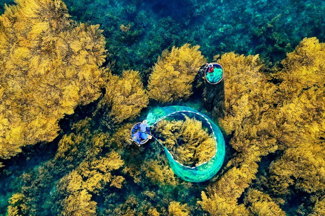 Từ tháng 5 đến tháng 7 là thời điểm đẹp nhất để ngắm rong mơ tại Hòn Khô. Ảnh: Nguyễn Dũng