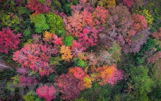 Rừng Sau Sau bên hồ Bản Viết chuyển màu đỏ, tím khi Đông về. (Ảnh: TTXVN) Rừng Sau Sau bên hồ Bản Viết chuyển màu đỏ, tím khi Đông về. (Ảnh: TTXVN)