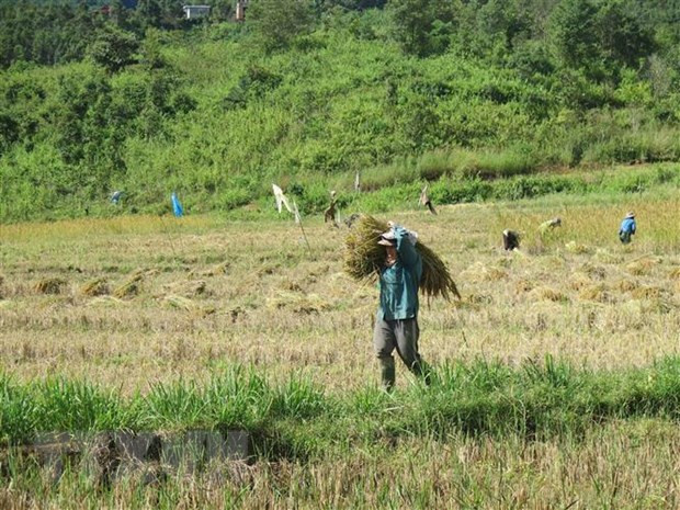 Thu hoạch lúa tại thung lũng Măng Ri. (Ảnh: Dư Toán/TTXVN)