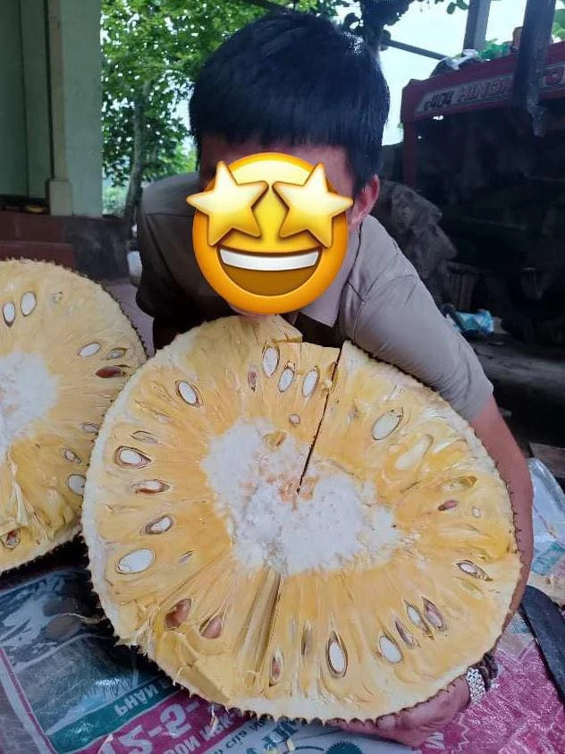 Trái mít được chủ nhân bổ ra mời hàng xóm. Ảnh NVCC Trái mít được chủ nhân bổ ra mời hàng xóm. Ảnh NVCC