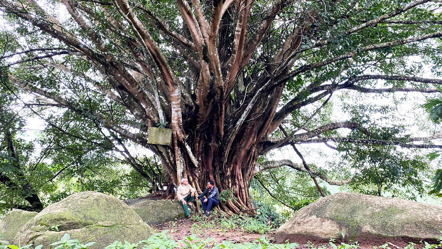 Cây đa cổ thụ ở xã Gào, TP. Pleiku. Ảnh: S.C Cây đa cổ thụ ở xã Gào, TP. Pleiku. Ảnh: S.C