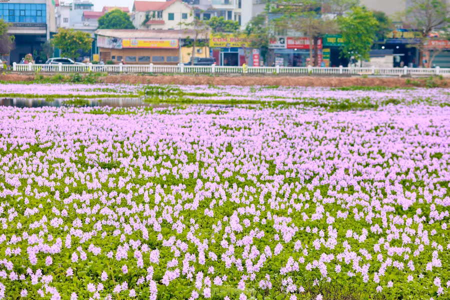 Cách trung tâm Hà Nội khoảng 10km, nằm đối diện số 285 đường Phúc Lợi, quận Long Biên là cả cánh đồng lục bình đua nhau nở rộ màu tím biếc.