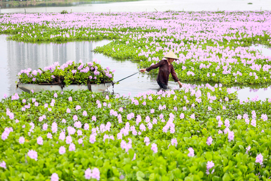 Hoa lục bình hay còn được gọi là hoa bèo tây, lộc bình, phù bình, hoa bèo Nhật Bản, có nguồn gốc từ Nam Mỹ. Loại hoa thực vật thủy sinh, thân thảo, sống nổi trên mặt nước, từ lâu đã gắn liền với hình ảnh đồng quê dân dã, mộc mạc của Việt Nam. Hoa lục bình hay còn được gọi là hoa bèo tây, lộc bình, phù bình, hoa bèo Nhật Bản, có nguồn gốc từ Nam Mỹ. Loại hoa thực vật thủy sinh, thân thảo, sống nổi trên mặt nước, từ lâu đã gắn liền với hình ảnh đồng quê dân dã, mộc mạc của Việt Nam.