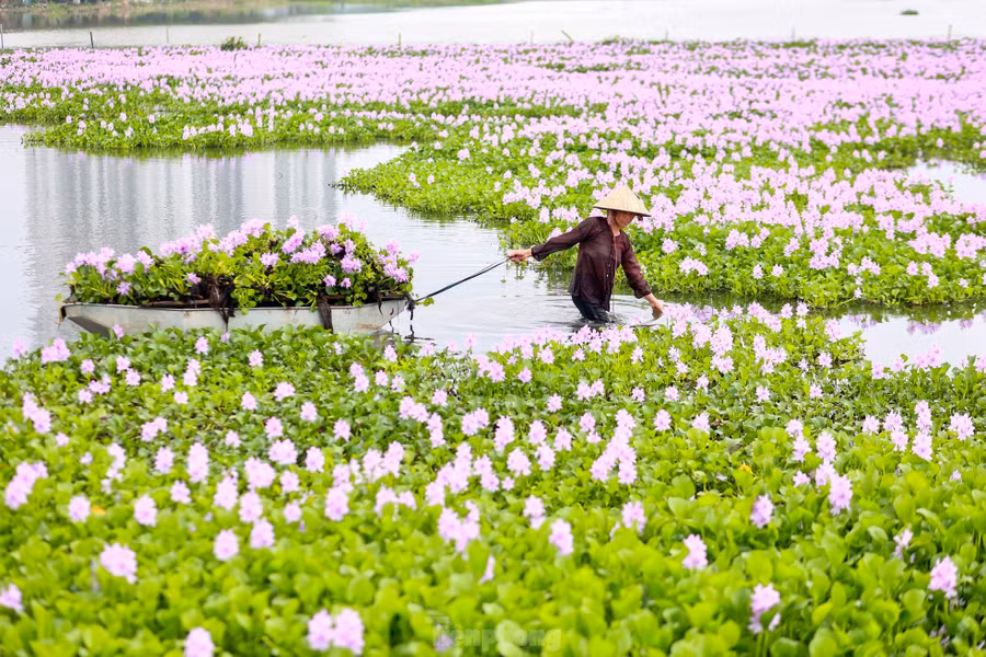 Hoa lục bình hay còn được gọi là hoa bèo tây, lộc bình, phù bình, hoa bèo Nhật Bản, có nguồn gốc từ Nam Mỹ. Loại hoa thực vật thủy sinh, thân thảo, sống nổi trên mặt nước, từ lâu đã gắn liền với hình ảnh đồng quê dân dã, mộc mạc của Việt Nam.