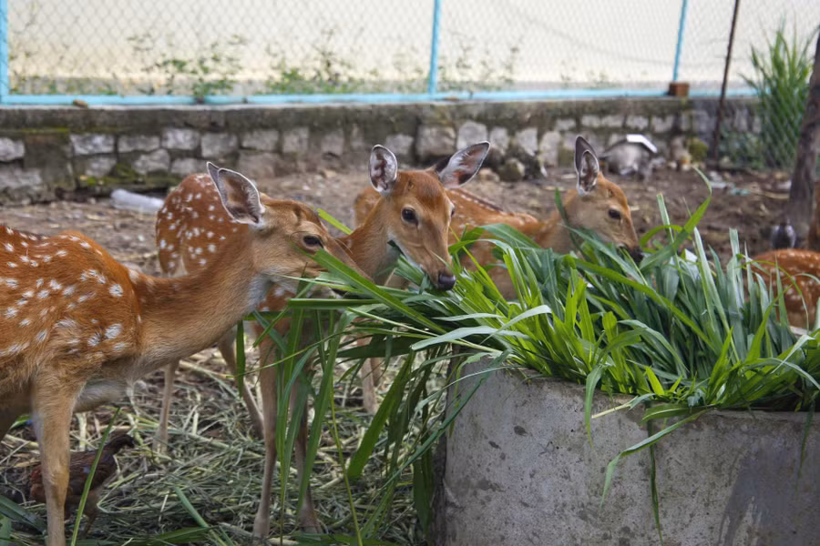Hươu ăn cỏ cây, phế phụ phẩm nông nghiệp nên gần như không tốn tiền mua thức ăn. Ảnh: Y.Đ
