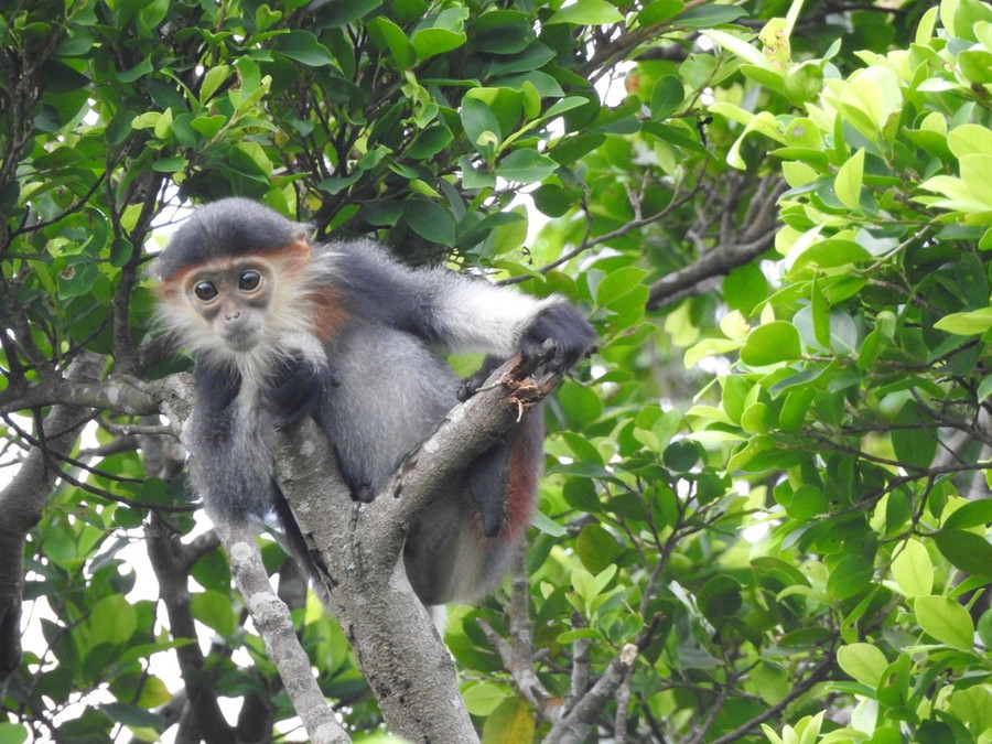 Chà vá chân nâu.