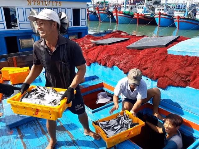 Đưa cá từ tàu lên bờ trong mùa biển bội thu. Ảnh: THIỆN NHÂN