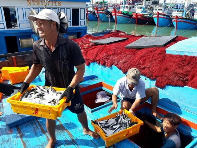 Đưa cá từ tàu lên bờ trong mùa biển bội thu. Ảnh: THIỆN NHÂN Đưa cá từ tàu lên bờ trong mùa biển bội thu. Ảnh: THIỆN NHÂN