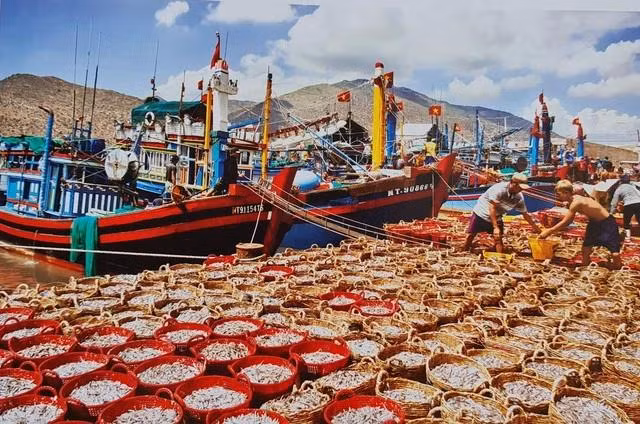 Cá về từ biển cập bến cảng Phan Rang. Ảnh: THIỆN NHÂN