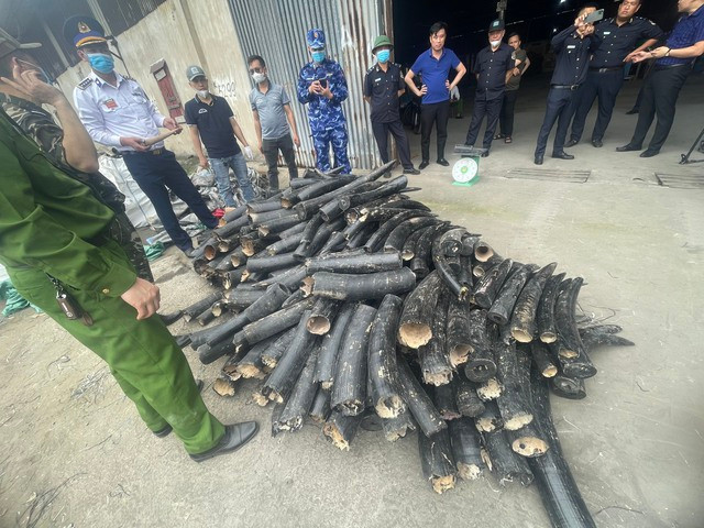 Hòng qua mặt lực lượng chức năng, đối tượng đã sơn đen số ngà voi này.
