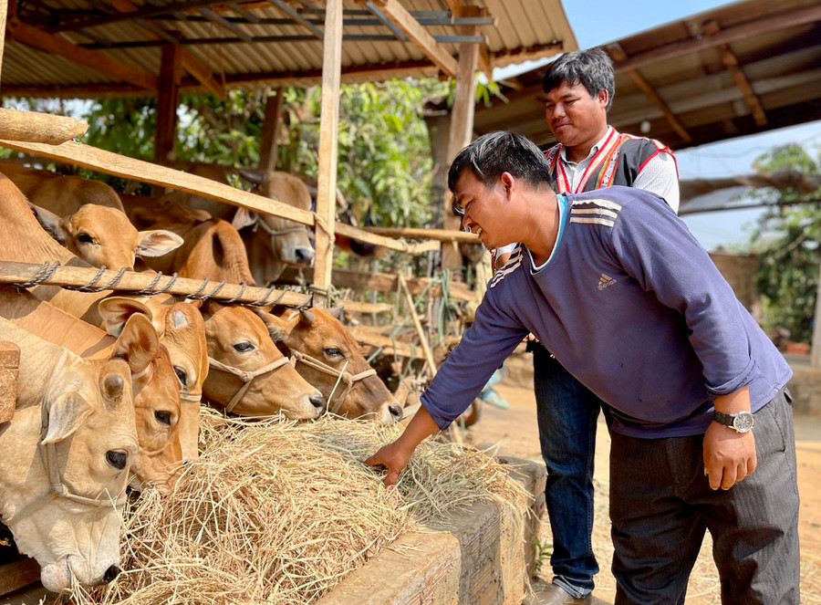 Kinh tế của người dân làng Chuk chủ yếu dựa vào chăn nuôi. Ảnh: V.T Kinh tế của người dân làng Chuk chủ yếu dựa vào chăn nuôi. Ảnh: V.T