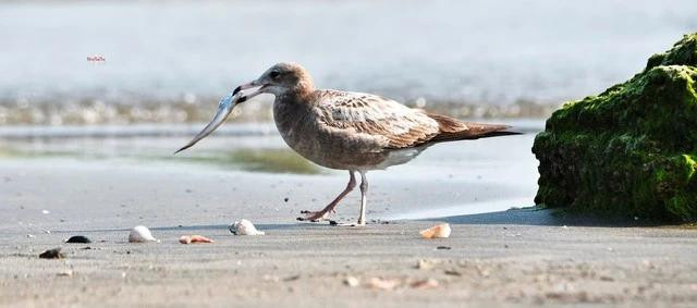 Chim mòng biển đuôi đen xuất hiện tại vùng biển P.Thọ Quang. ẢNH: THANH TÙNG Chim mòng biển đuôi đen xuất hiện tại vùng biển P.Thọ Quang. ẢNH: THANH TÙNG