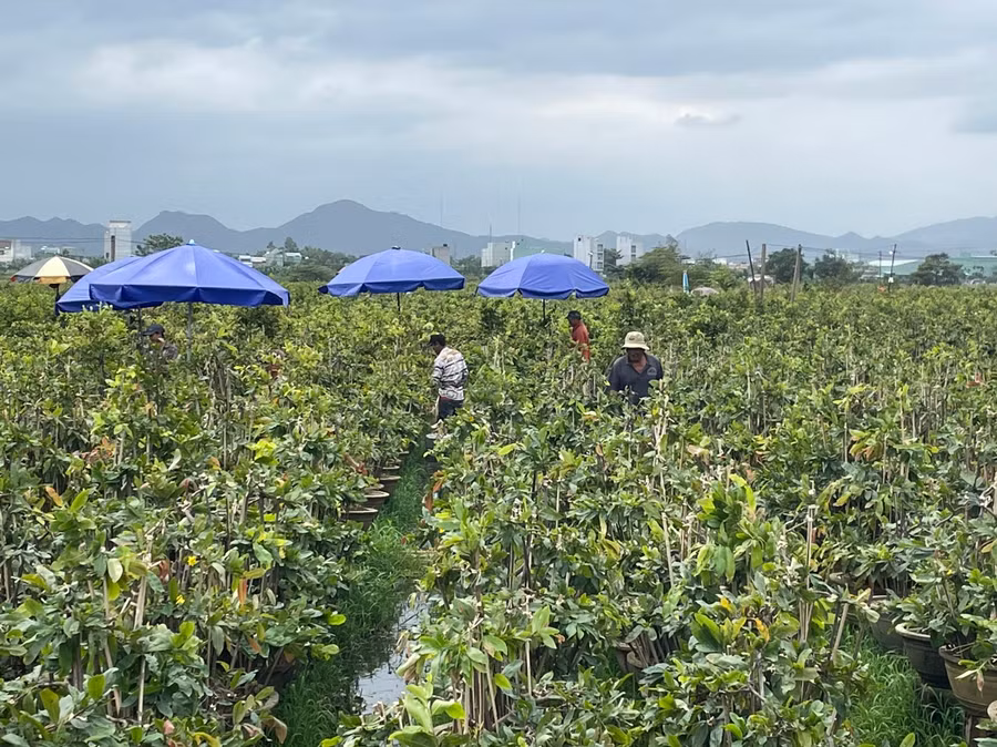 Để không phá vỡ hiện trạng đất lúa, người làng mai đặt giàn cho mai bằng chậu, bằng tre, gỗ để tránh lụt. Ảnh: THU DỊU