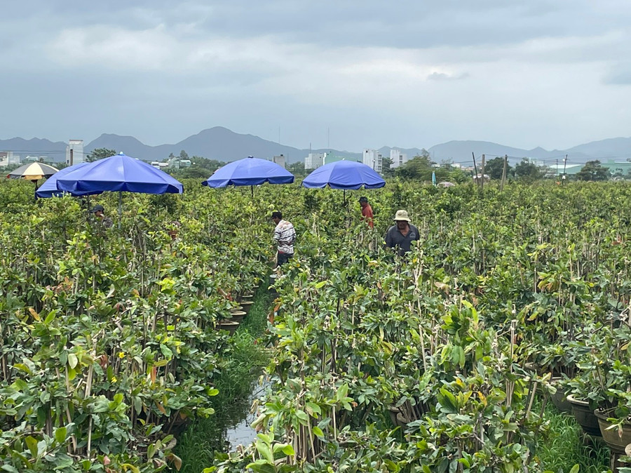 Để không phá vỡ hiện trạng đất lúa, người làng mai đặt giàn cho mai bằng chậu, bằng tre, gỗ để tránh lụt. Ảnh: THU DỊU