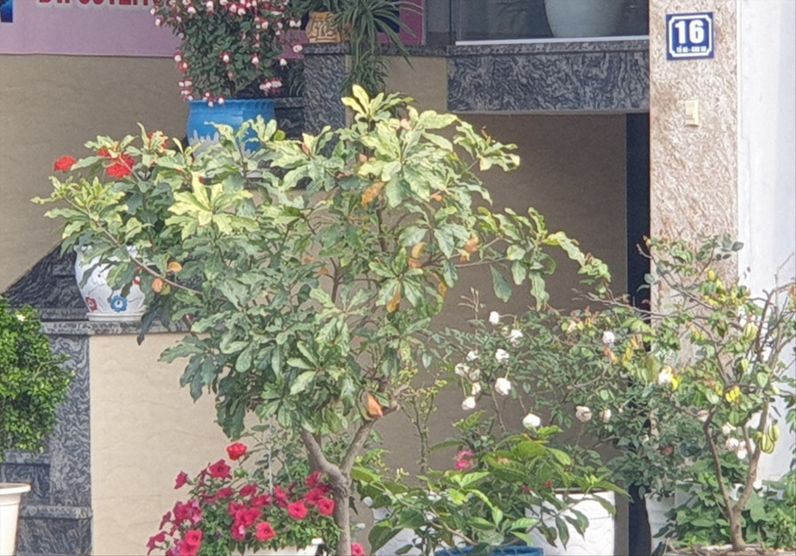 Trụ sở Công ty CP xây dựng hạ tầng Thái Bình Dương đăng ký tại khu 5, phường Bạch Đằng, TP.Hạ Long) nhưng trong thực tế lại không có, mà là một cơ sở thẩm mỹ. Ảnh: Nguyễn Hùng Trụ sở Công ty CP xây dựng hạ tầng Thái Bình Dương đăng ký tại khu 5, phường Bạch Đằng, TP.Hạ Long) nhưng trong thực tế lại không có, mà là một cơ sở thẩm mỹ. Ảnh: Nguyễn Hùng