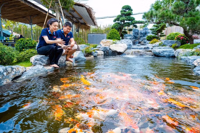 Vợ chồng anh Lê Hữu Thanh đang kinh doanh trại cá Koi Kingdom tại TP Thủ Đức, TP HCM