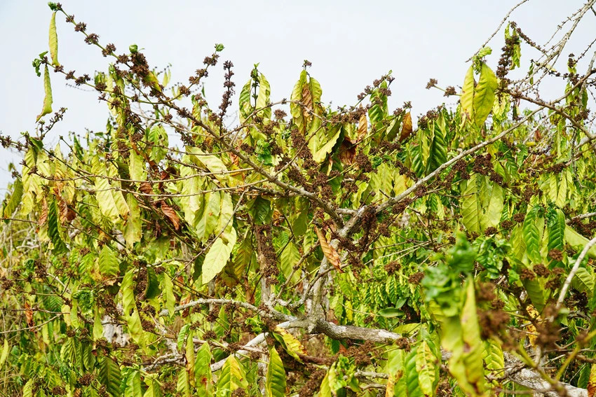 Nhiều nông dân lo lắng cây trồng chết khát do hạn hán, không có nước. Ảnh: TH.