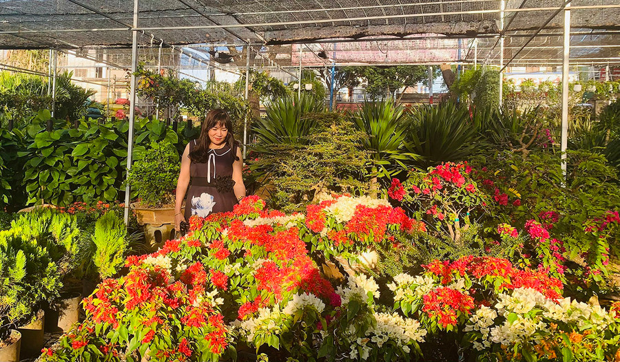 Trung bình mỗi ngày, cơ sở cây cảnh Xuân Thủy thu hút hơn 100 lượt khách đến mua hoa, cây cảnh về trang trí dịp Tết Nguyên đán. Ảnh: Hồng Thương Trung bình mỗi ngày, cơ sở cây cảnh Xuân Thủy thu hút hơn 100 lượt khách đến mua hoa, cây cảnh về trang trí dịp Tết Nguyên đán. Ảnh: Hồng Thương