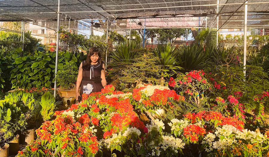 Trung bình mỗi ngày, cơ sở cây cảnh Xuân Thủy thu hút hơn 100 lượt khách đến mua hoa, cây cảnh về trang trí dịp Tết Nguyên đán. Ảnh: Hồng Thương