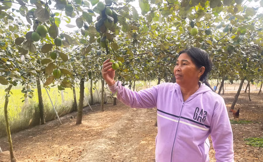 Nhờ trồng trong nhà lưới và làm giàn, vườn táo ngọt của bà Đặng Thị Nê (thôn Ia Jut, xã Ia Sol, huyện Phú Thiện) cho năng suất cao. Ảnh: Vũ Chi