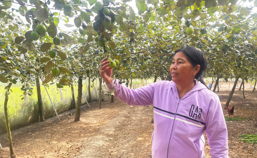 Nhờ trồng trong nhà lưới và làm giàn, vườn táo ngọt của bà Đặng Thị Nê (thôn Ia Jut, xã Ia Sol, huyện Phú Thiện) cho năng suất cao. Ảnh: Vũ Chi Nhờ trồng trong nhà lưới và làm giàn, vườn táo ngọt của bà Đặng Thị Nê (thôn Ia Jut, xã Ia Sol, huyện Phú Thiện) cho năng suất cao. Ảnh: Vũ Chi