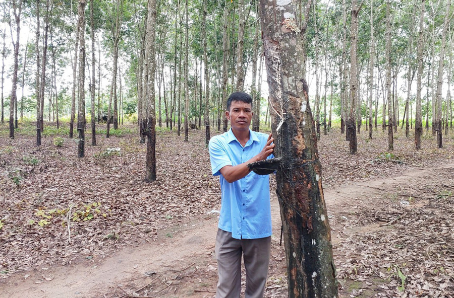 Ông Kha (xã Hà Tây, huyện Chư Păh) bên vườn cao su tiểu điền đang giai đoạn khai thác mủ. Ảnh: Nguyễn Diệp Ông Kha (xã Hà Tây, huyện Chư Păh) bên vườn cao su tiểu điền đang giai đoạn khai thác mủ. Ảnh: Nguyễn Diệp