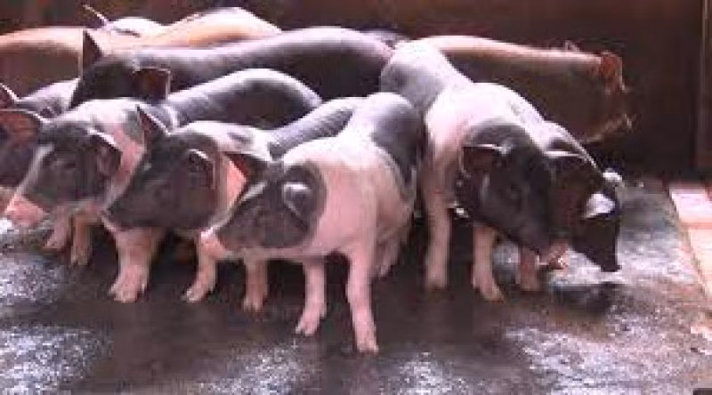 Heo Móng Cái (ảnh nguồn internet).