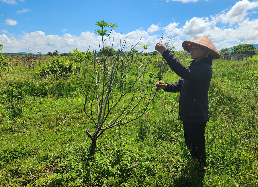 Do bị đòi lại đất và không cho canh tác nên vườn cây ăn quả của gia đình chị Bùi Thị Quỳnh chết hàng loạt, cỏ dại mọc um tùm. Ảnh: Phạm Ngọc Do bị đòi lại đất và không cho canh tác nên vườn cây ăn quả của gia đình chị Bùi Thị Quỳnh chết hàng loạt, cỏ dại mọc um tùm. Ảnh: Phạm Ngọc