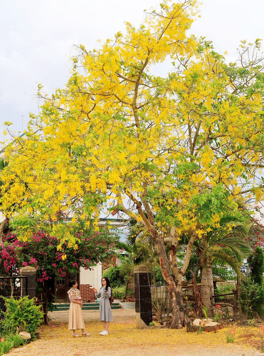 Muồng hoàng yến bắt đầu được trồng ở Lâm Đồng vài năm nay, phù hợp với khí hậu nóng ẩm, ở nhiều tuyến đường, công sở, văn phòng trên địa bàn các huyện, thành phố, đặc biệt là ở Di Linh, Bảo Lộc, Cát Tiên... Muồng hoàng yến bắt đầu được trồng ở Lâm Đồng vài năm nay, phù hợp với khí hậu nóng ẩm, ở nhiều tuyến đường, công sở, văn phòng trên địa bàn các huyện, thành phố, đặc biệt là ở Di Linh, Bảo Lộc, Cát Tiên...